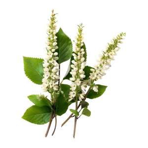 Harker-Herbals-IngredientsImages_0004_Black-Cohosh.webp